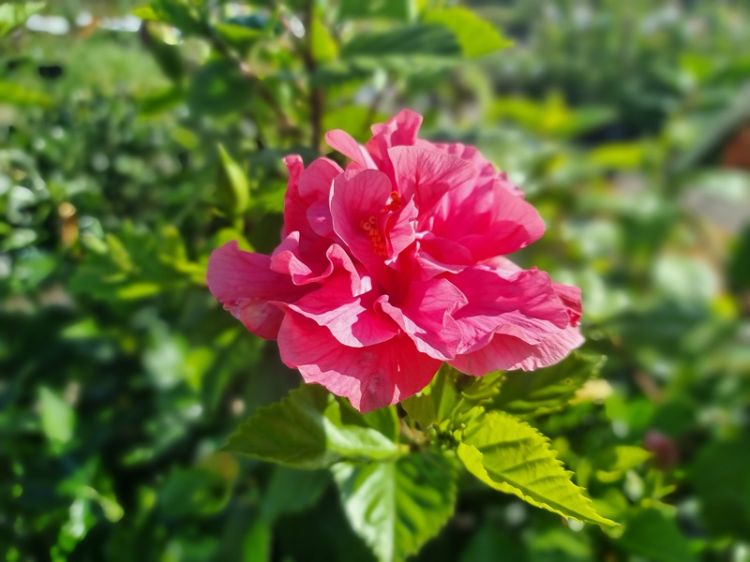 Picture of Hibiscus Assorted