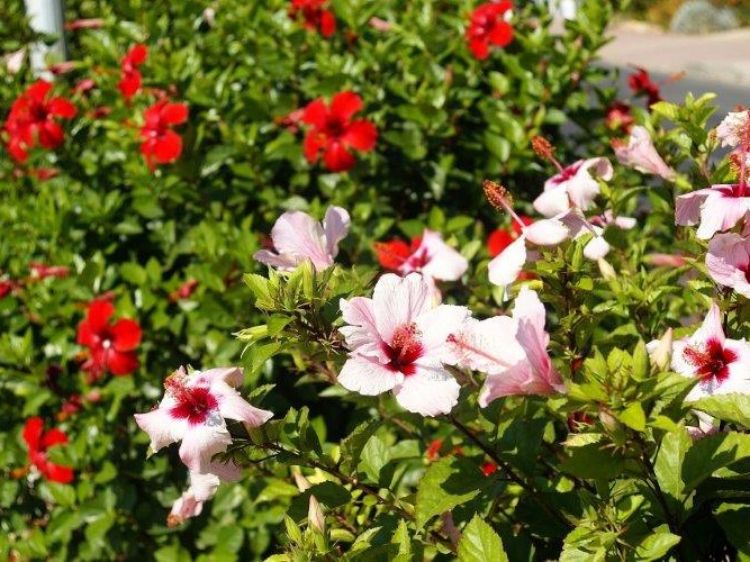 Picture of Hibiscus Assorted