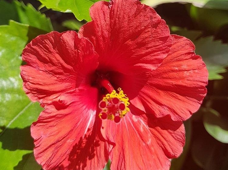 Picture of Hibiscus Assorted