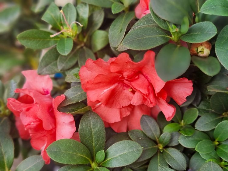 Picture of Azalea hybrida Guanda Pink