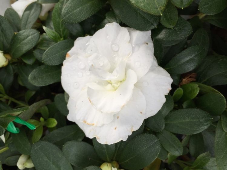 Picture of Azalea indica Aline