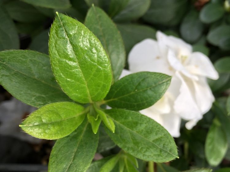 Picture of Azalea indica Aline
