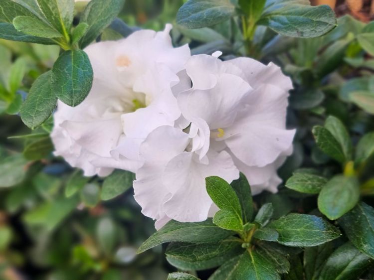 Picture of Azalea indica Aline