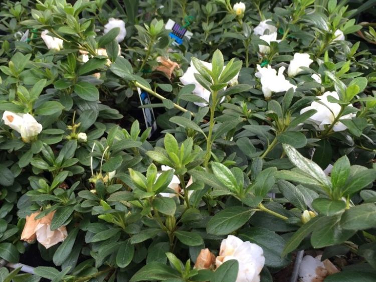 Picture of Azalea indica Aline