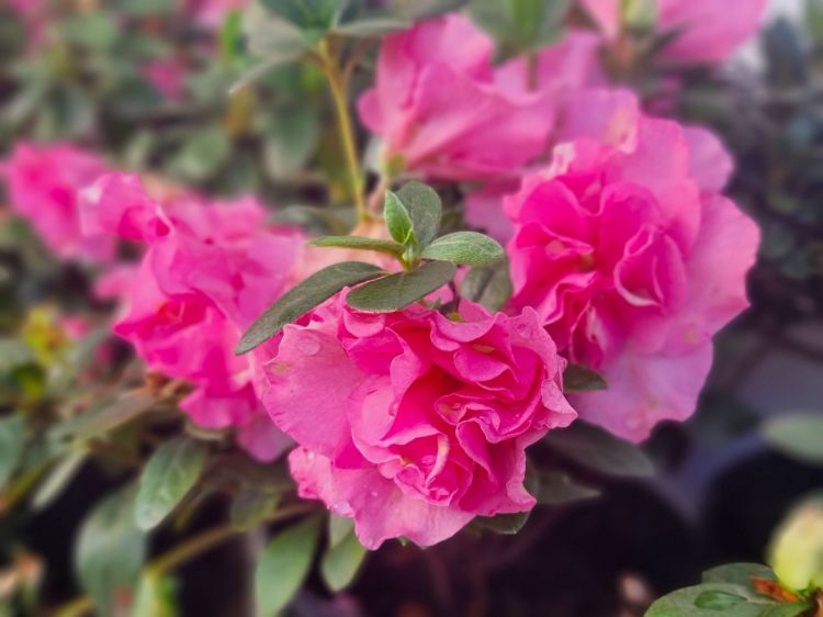 Picture of Azalea indica Luci