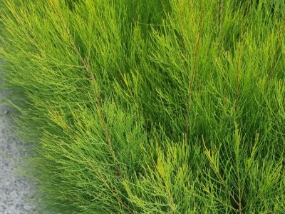 Picture of Casuarina glauca Green Wave