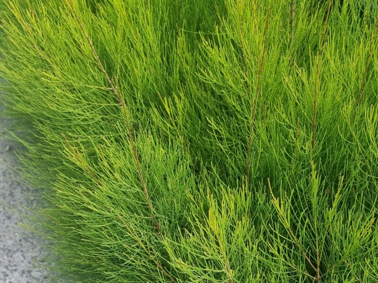 Picture of Casuarina glauca Green Wave