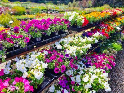 Picture of Flower Assorted