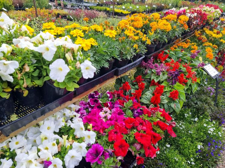 Picture of Flower Assorted