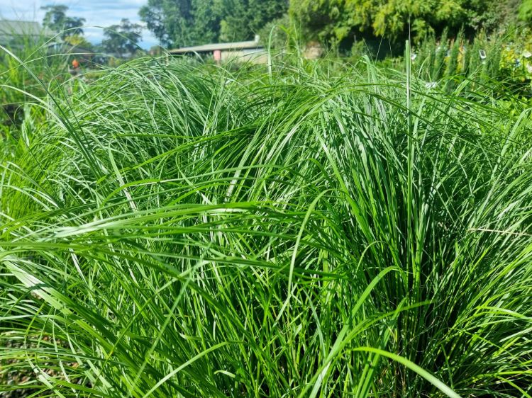Pennisetum alopecuroides Nafray. Common Name - Fountain Grass, Swamp Foxtail, Cenchrus purpurascens, PA300.
