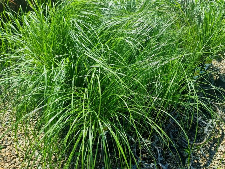 Pennisetum alopecuroides Nafray. Common Name - Fountain Grass, Swamp Foxtail, Cenchrus purpurascens, PA300.