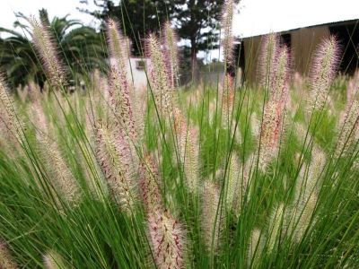 Pennisetum alopecuroides Nafray. Common Name - Fountain Grass, Swamp Foxtail, Cenchrus purpurascens, PA300.