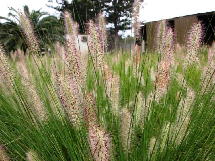 Pennisetum alopecuroides Nafray. Common Name - Fountain Grass, Swamp Foxtail, Cenchrus purpurascens, PA300.