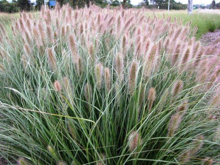 Pennisetum alopecuroides Nafray. Common Name - Fountain Grass, Swamp Foxtail, Cenchrus purpurascens, PA300.