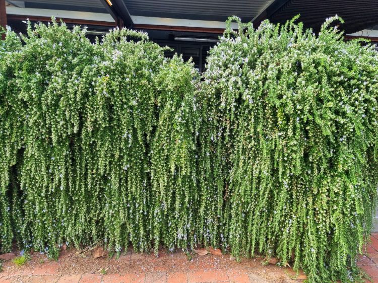 Picture of Rosmarinus officinalis Prostrata