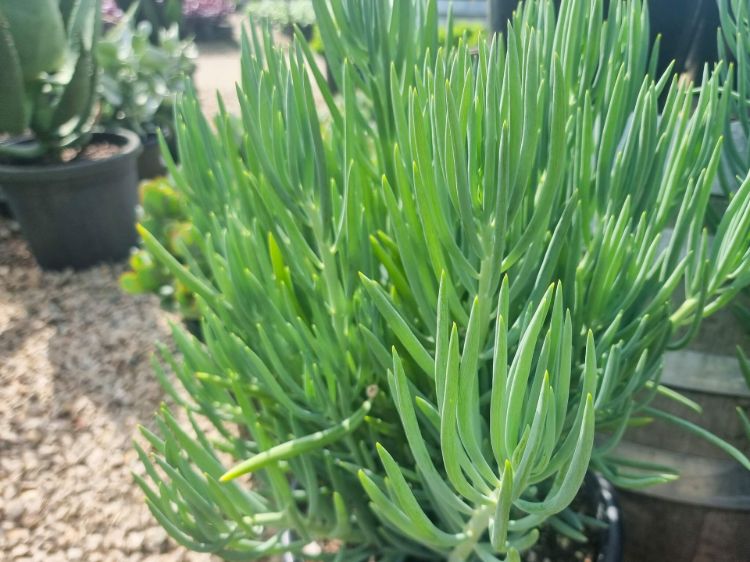 Picture of Senecio cylindricus Nolas Pride