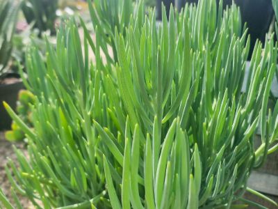 Picture of Senecio cylindricus Nolas Pride