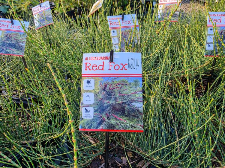 Picture of Allocasuarina monilifera Red Fox