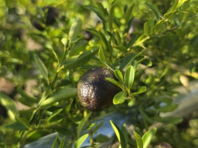 Picture of Citrus hybrida Red Centre Lime