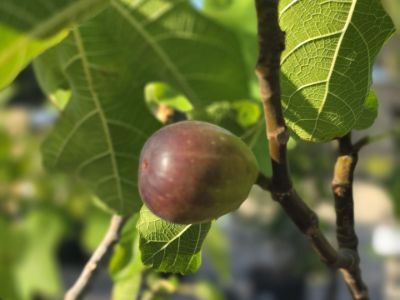 Picture of Ficus carica Figalicious