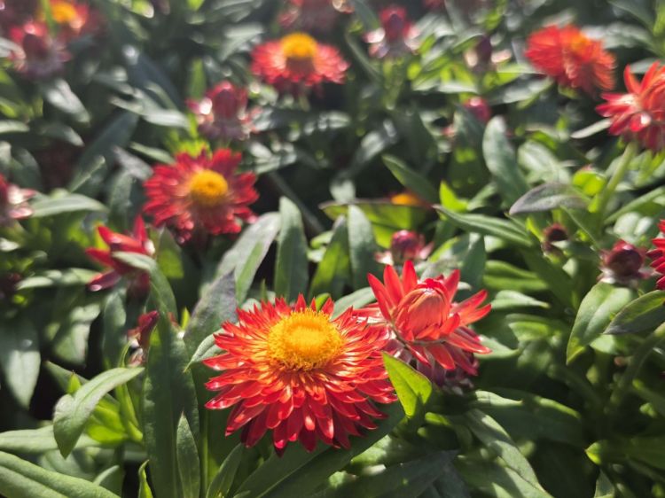 Picture of Xerochrysum bracteatum Mohave Fire