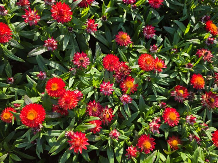 Picture of Xerochrysum bracteatum Mohave Fire