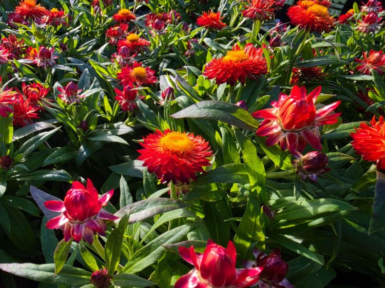 Picture of Xerochrysum bracteatum Mohave Fire
