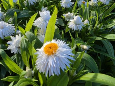 Picture of Xerochrysum bracteatum Mohave White