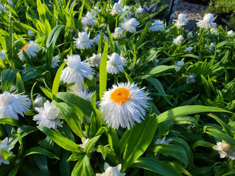 Picture of Xerochrysum bracteatum Mohave White
