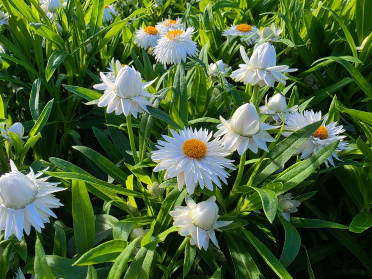 Picture of Xerochrysum bracteatum Mohave White