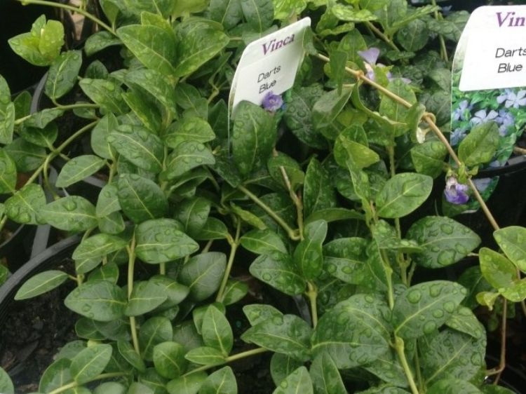Picture of Vinca minor Darts Blue