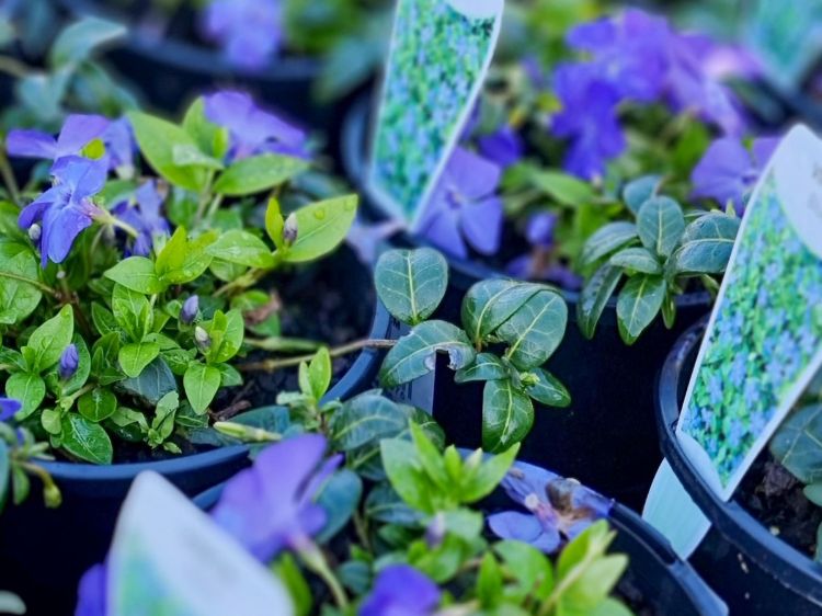 Picture of Vinca minor Darts Blue