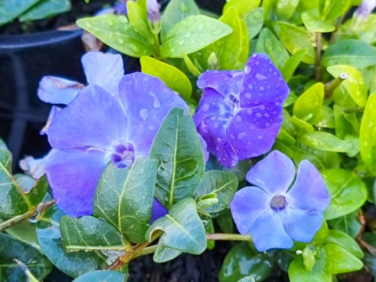 Picture of Vinca minor Darts Blue
