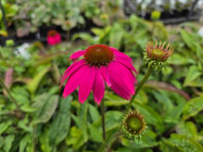 Picture of Echinacea purpurea Wild Berry