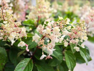 Picture of Hydrangea paniculata Candlelight PBR