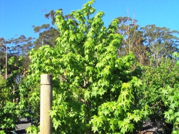 Liquidambar styraciflua. Common Name - Syn Liquidambar macrophylla, American Sweetgum, Sweet Gum.