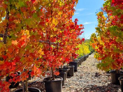 Liquidambar styraciflua. Common Name - Syn Liquidambar macrophylla, American Sweetgum, Sweet Gum.