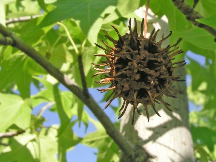 Liquidambar styraciflua. Common Name - Syn Liquidambar macrophylla, American Sweetgum, Sweet Gum.
