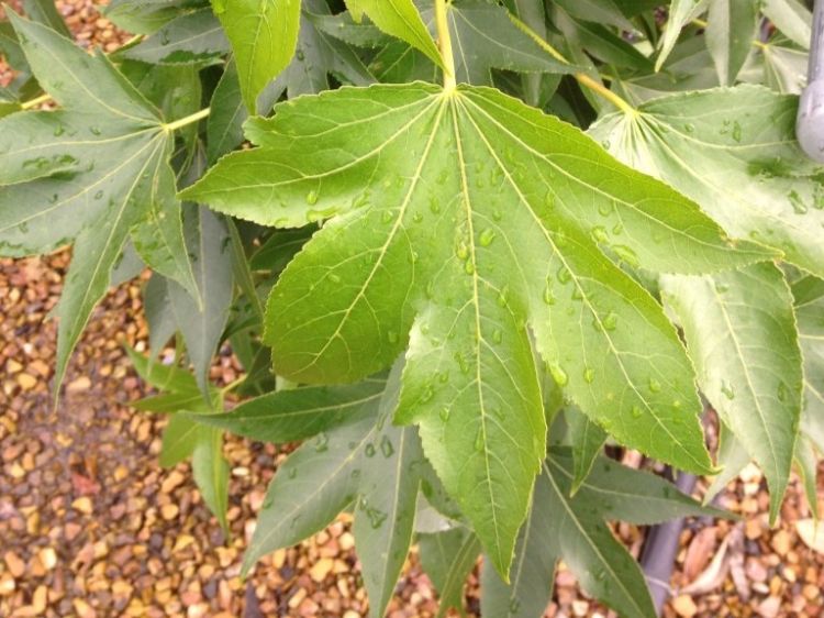 Liquidambar styraciflua. Common Name - Syn Liquidambar macrophylla, American Sweetgum, Sweet Gum.