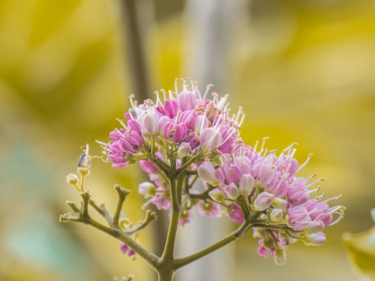 Melicope elleryana. Common Name - Corkwood, Pink Flowering Doughwood, Evodia.