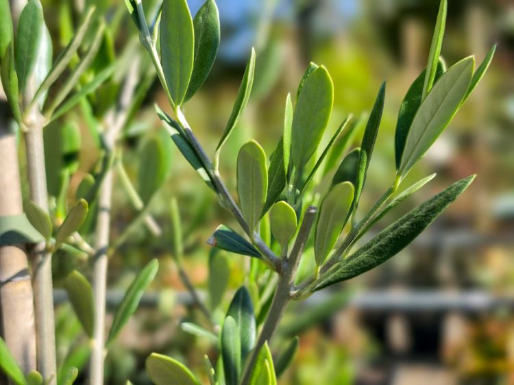 Picture of Olea europaea Manzanillo