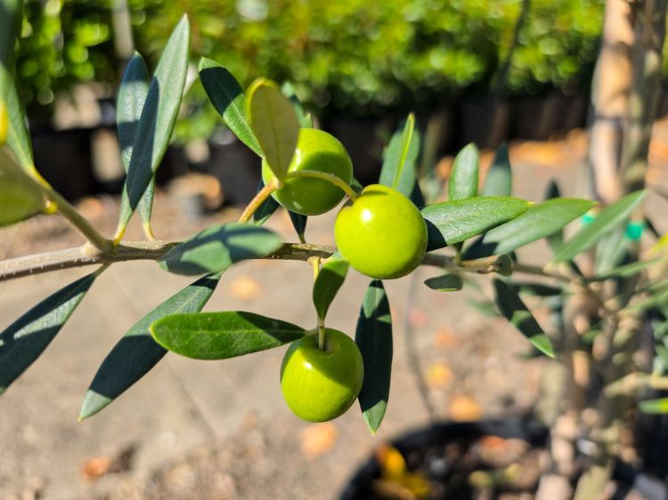 Picture of Olea europaea Manzanillo