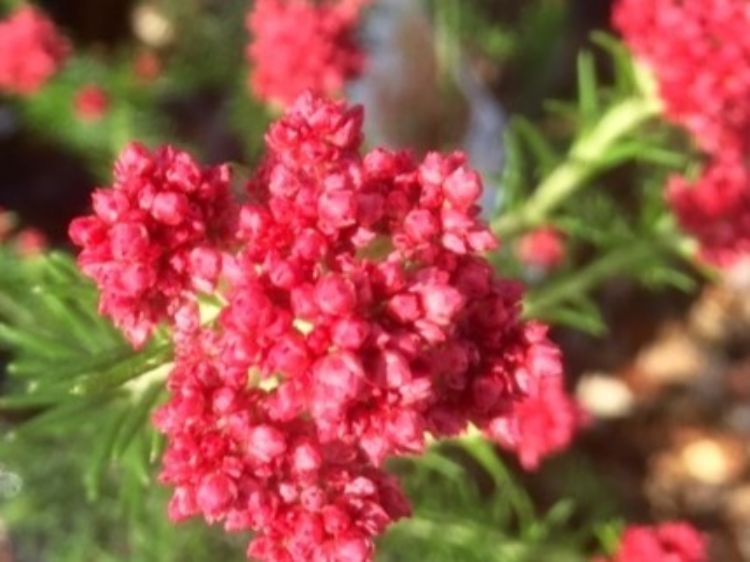 Picture of Ozothamnus diosmifolius Red Gingham