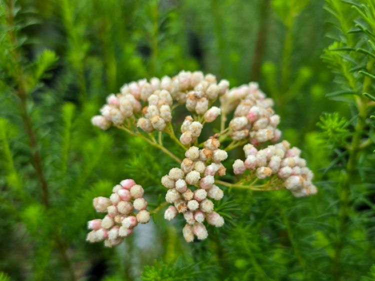 Picture of Ozothamnus diosmifolius Red Gingham