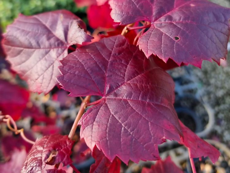 Picture of Vitis vinifera