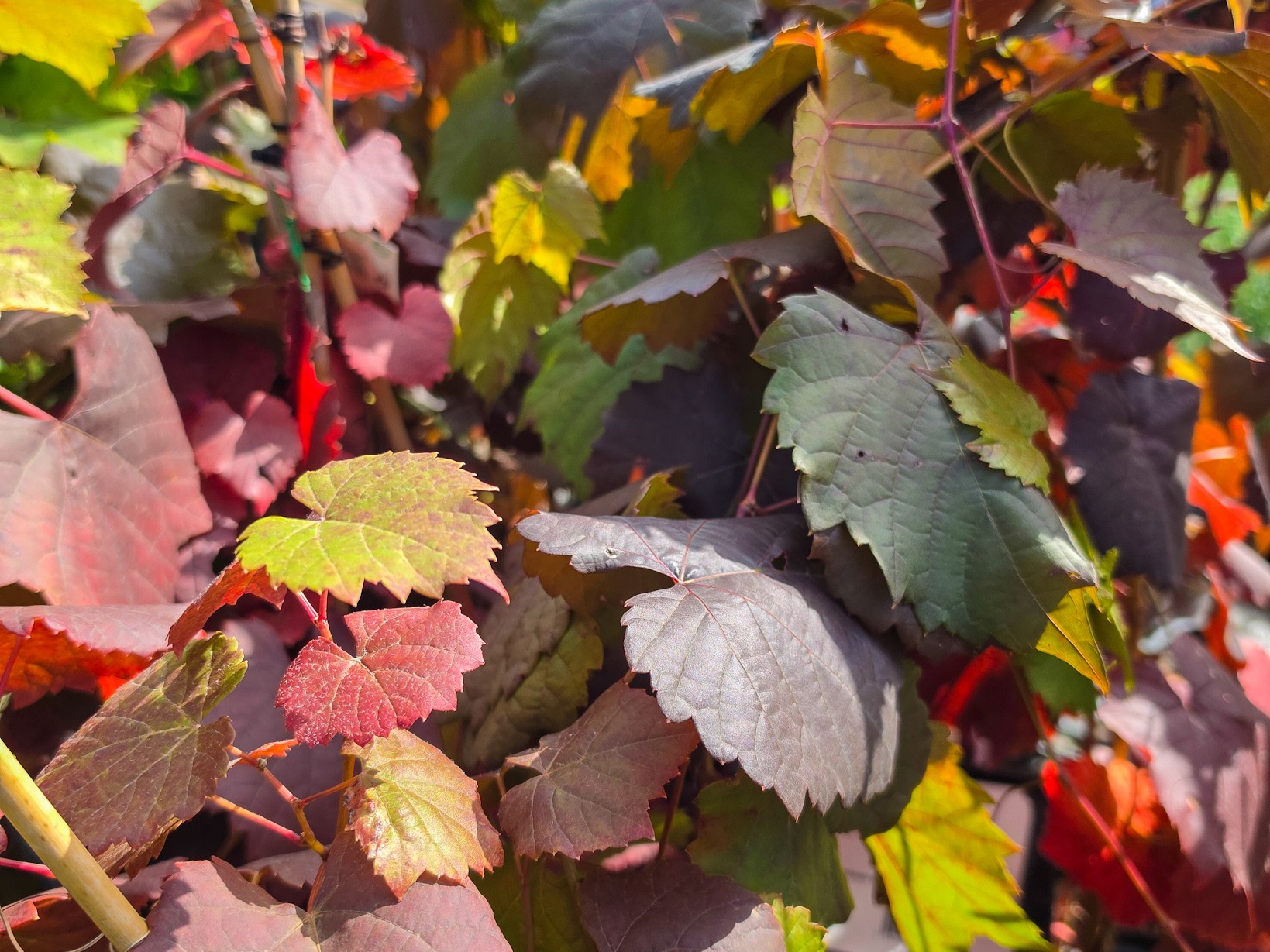 Vitis vinifera | Wholesale Nursery - Nurseries in Melbourne & Brisbane ...