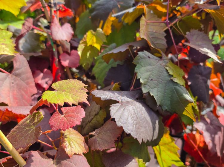 Picture of Vitis vinifera
