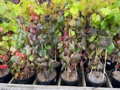 Picture of Vitis vinifera