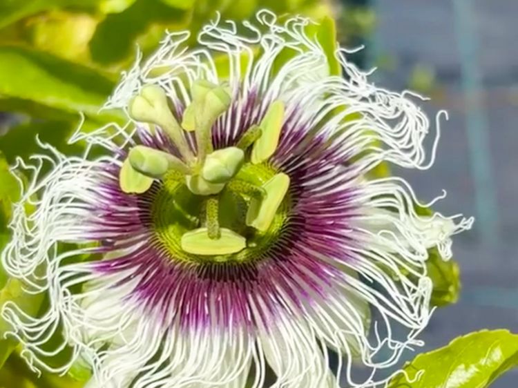 Passiflora edulis Red Flamenco. Common Name - Passionfruit.