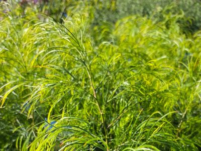 Botanical name: Acacia cognata Green Spire. Common Name: Bower River Wattle.